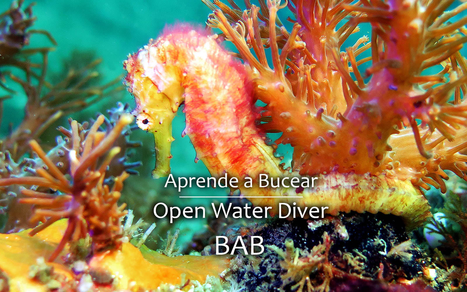 PADI Open Water